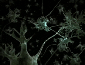 Biología - 3er Año - Mañana - B